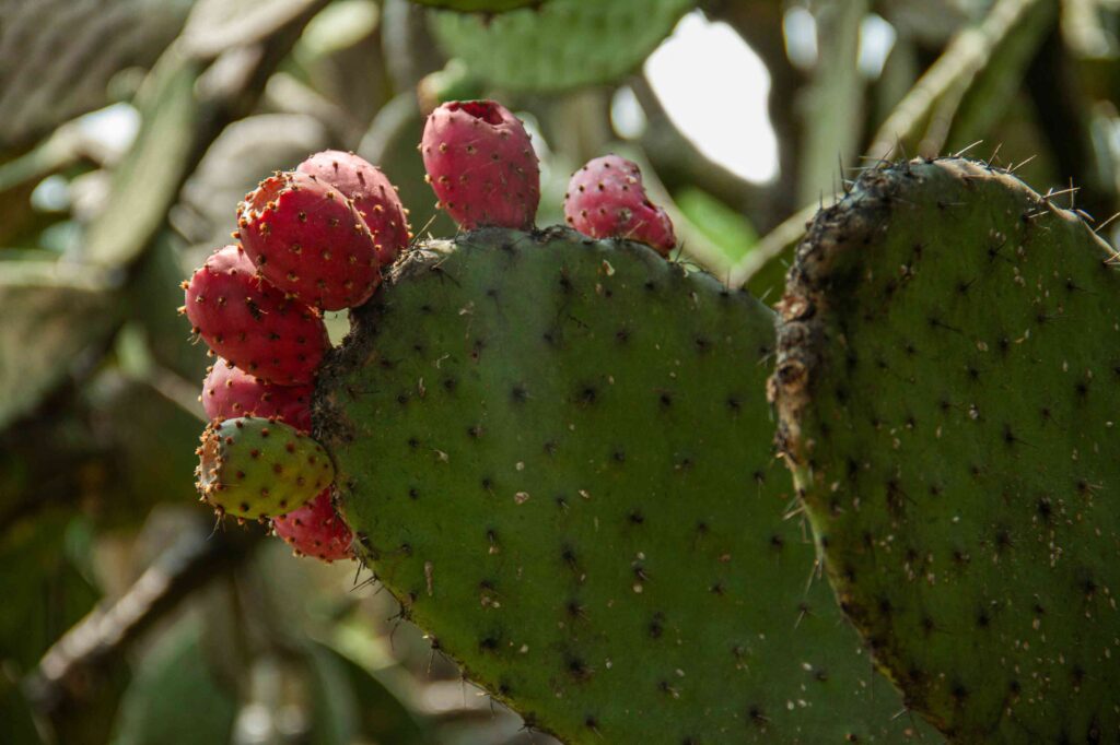 Opuntia mit kleinen Feigen dran